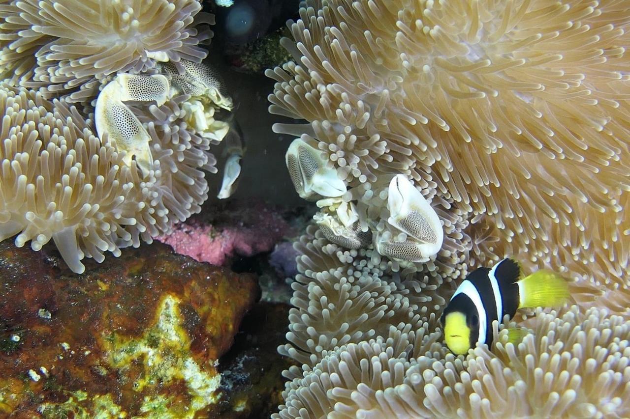 Malas Island View Fulidhoo Dış mekan fotoğraf